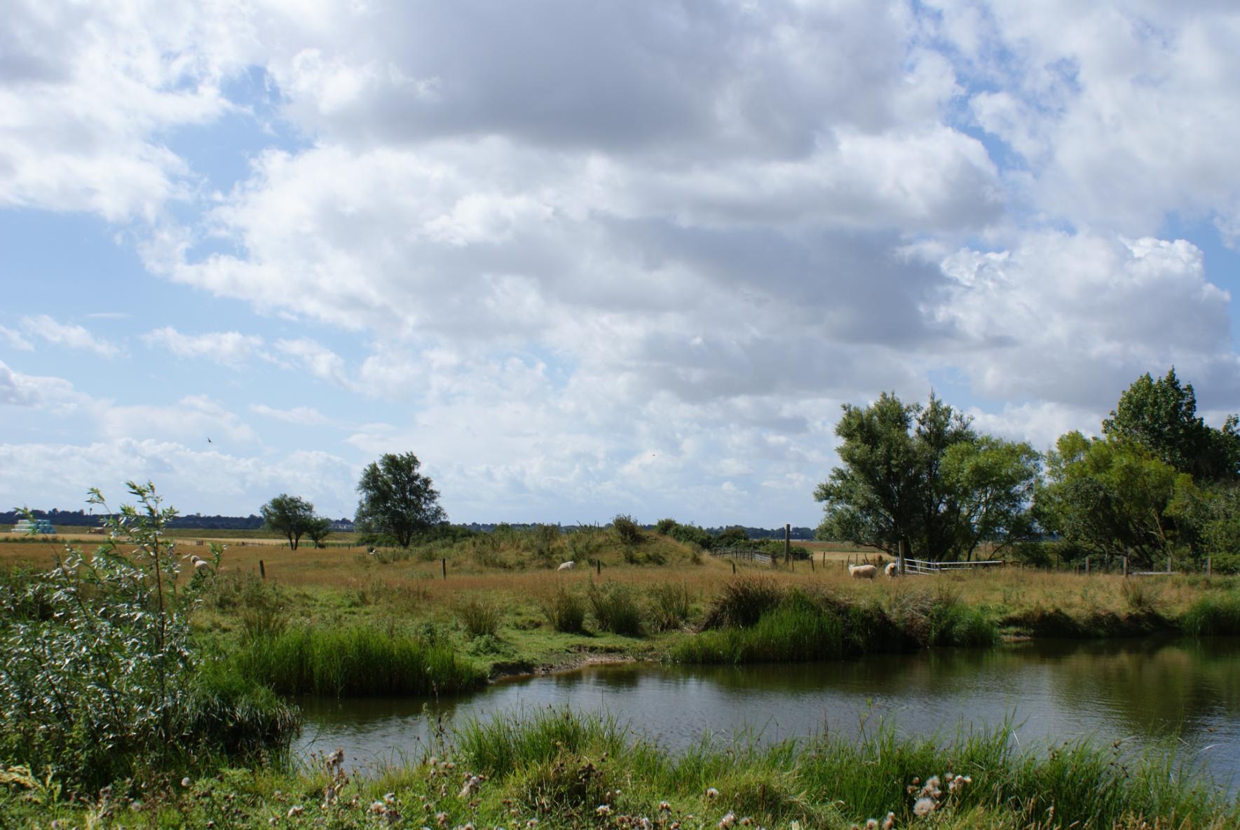 countryside landscape in essex with fields and sheep